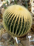 Echinocactus grusonii